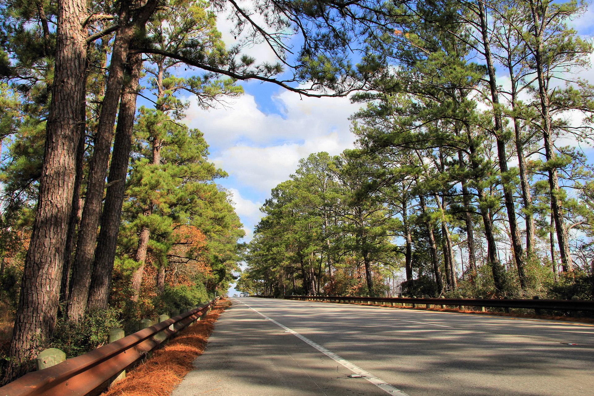 Lost Pines forest along State Highway 21 in Bastrop County, Texas